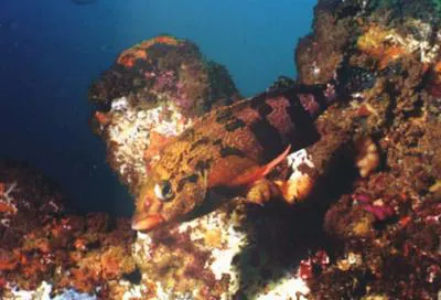 Redfingers (Cheilodactylus fasciatus)