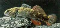 Redfinned bully (Gobiomorphus huttoni)