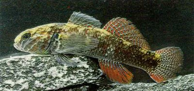 Redfinned bully (Gobiomorphus huttoni)
