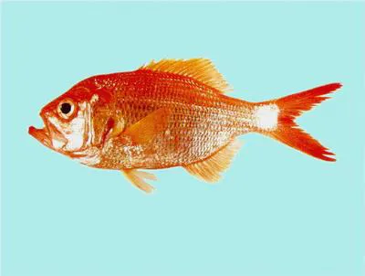 Redfish (Centroberyx affinis)
