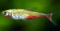 Redflank bloodfin (Aphyocharax rathbuni)