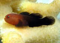 Redhead goby (Paragobiodon echinocephalus)