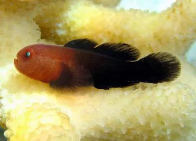 Redhead goby (Paragobiodon echinocephalus)