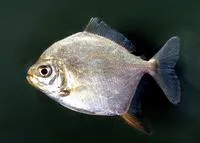 Redhook myleus (Myloplus rubripinnis)