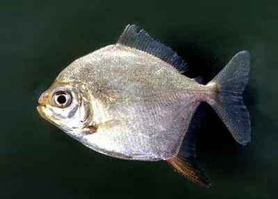 Redhook myleus (Myloplus rubripinnis)