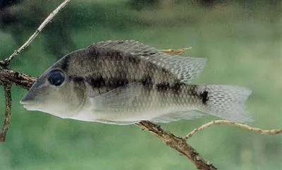 Redhump eartheater (Geophagus steindachneri)