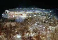 Redlight goby (Coryphopterus urospilus)