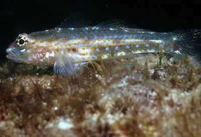 Redlight goby (Coryphopterus urospilus)