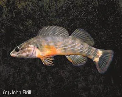 Redline darter (Etheostoma rufilineatum)