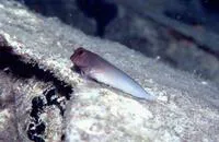 Redlip blenny (Ophioblennius macclurei)