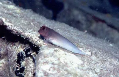 Redlip blenny (Ophioblennius macclurei)