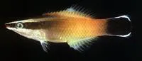 Redlip cleaner wrasse (Labroides rubrolabiatus)
