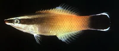 Redlip cleaner wrasse (Labroides rubrolabiatus)