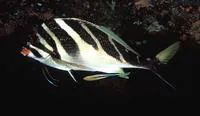 Redlip morwong (Cheilodactylus zebra)