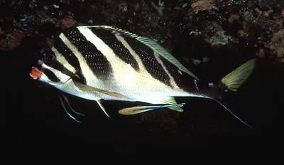 Redlip morwong (Cheilodactylus zebra)