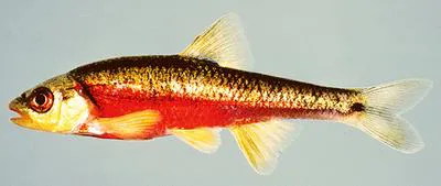 Redlip shiner (Notropis chiliticus)