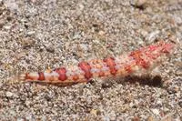 Redmarbled lizardfish (Synodus rubromarmoratus)