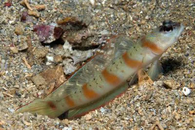 Redmargin shrimpgoby (Amblyeleotris rubrimarginata)