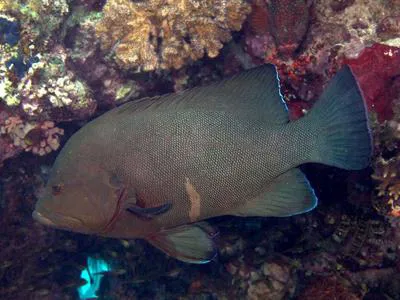 Redmouth grouper (Aethaloperca rogaa)