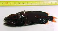 Redmouth whalefish (Rondeletia loricata)