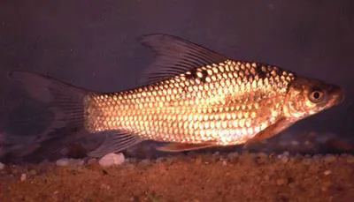 Rednose labeo (Labeo altivelis)