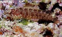Redrump blenny (Xenomedea rhodopyga)