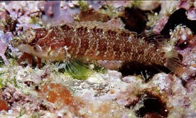 Redrump blenny (Xenomedea rhodopyga)