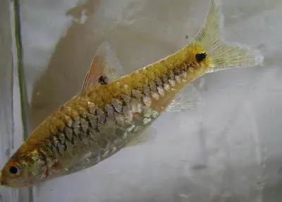 Redside barb (Puntius bimaculatus)