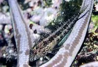Redside blenny (Malacoctenus hubbsi)