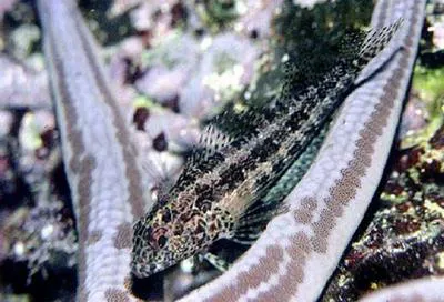 Redside blenny (Malacoctenus hubbsi)