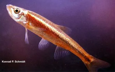 Redside dace (Clinostomus elongatus)