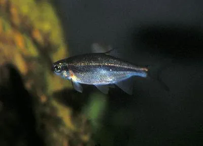 Redside shiner (Richardsonius balteatus)