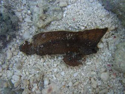 Redskinfish (Ablabys binotatus)