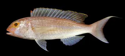 Redspine threadfin bream (Nemipterus nemurus)