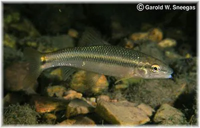 Redspot chub (Nocomis asper)