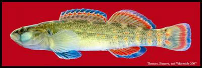 Redspot darter (Etheostoma artesiae)