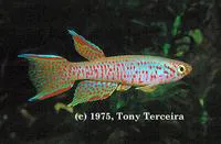 Redspot panchax (Aphyosemion cognatum)