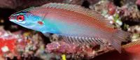 Redspot wrasse (Pseudocoris yamashiroi)