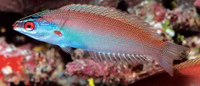 Redspot wrasse (Pseudocoris yamashiroi)