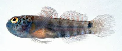 Redspotfin Pygmygoby (Eviota rubriguttata)