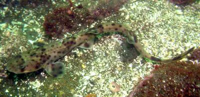 Redspotted catshark (Schroederichthys chilensis)