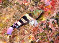 Redspotted hawkfish (Amblycirrhitus pinos)