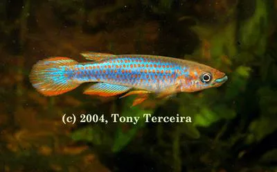 Redspotted panchax (Epiplatys lamottei)