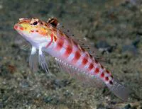 Redspotted sandperch (Parapercis schauinslandii)