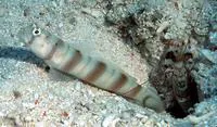 Redspotted shrimpgoby (Amblyeleotris ogasawarensis)