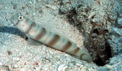 Redspotted shrimpgoby (Amblyeleotris ogasawarensis)