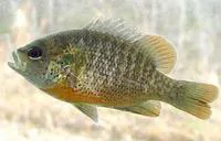 Redspotted sunfish (Lepomis miniatus)