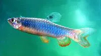 Redspotted tetra (Copeina guttata)