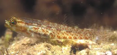 Redsprinkled pygmygoby (Eviota rubrisparsa)