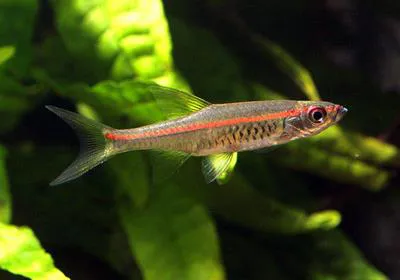 Redstripe rasbora (Trigonopoma pauciperforatum)